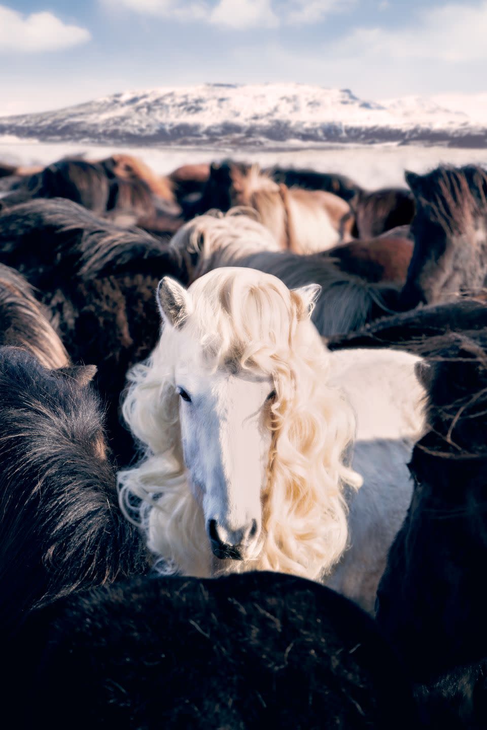 Icelandic Horses | Iceland