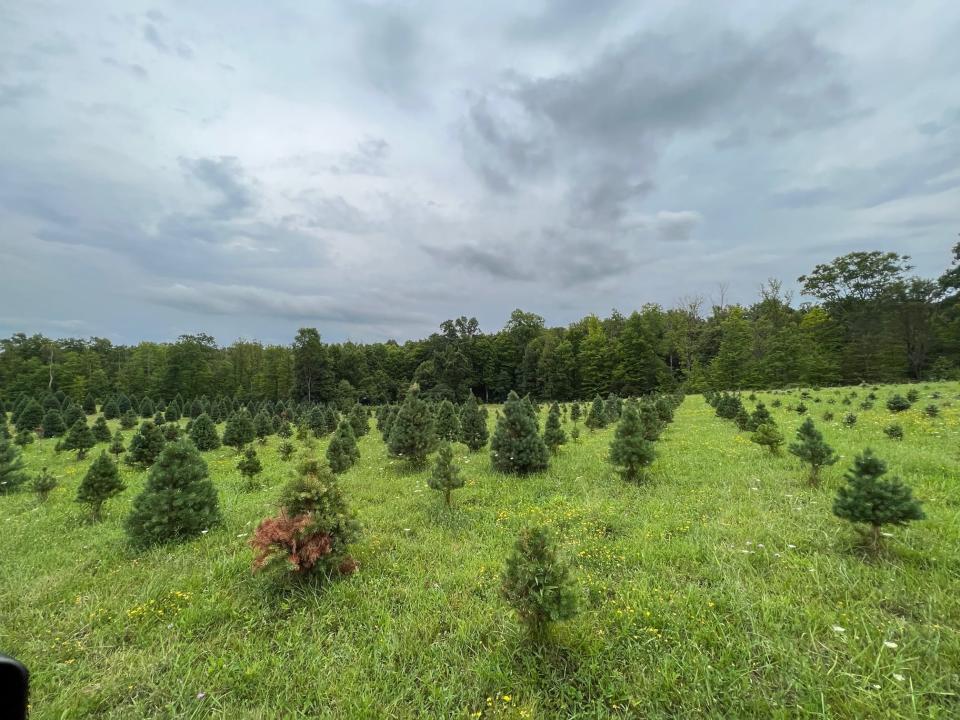 The owners of Heritage Farms in Peninsula say the sale of 85 acres of their property won't affect operations at their Christmas tree farm.
