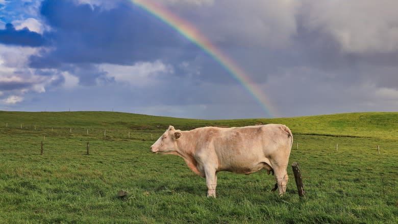 Pasture-fed dairy cow in Ireland 