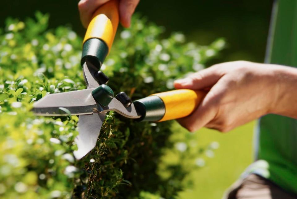 A close up of a person's hands holding yellow shears and trimming a bush.