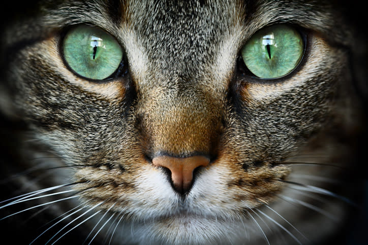 closeup of a cat's face