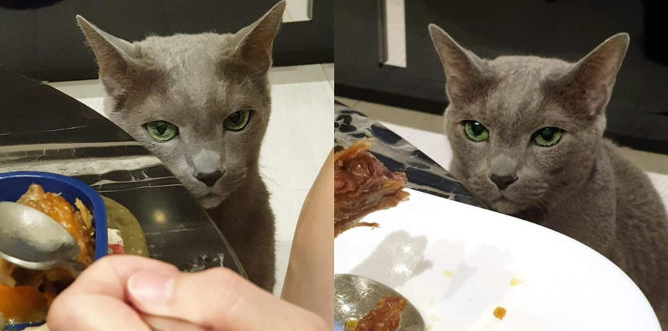 有飼主分享，自家貓咪「布魯」雖然已經吃飽，但每到原PO用餐時間還是喜歡緊迫盯人，圖取自貓咪也瘋狂俱樂部 CrazyCat club Facebook。