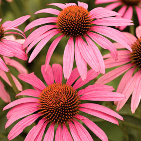 Coneflower