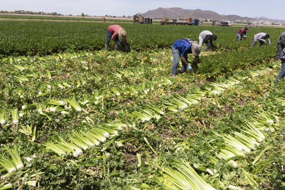 Migrant farmworkers pick a celery crop in Yuma.