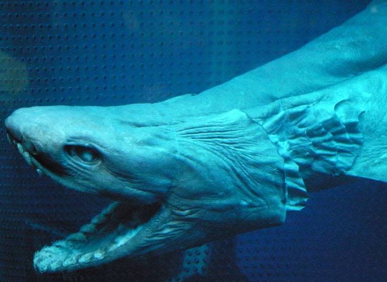 10 Deep Sea Creatures That Prove Aliens Are Here on Earth