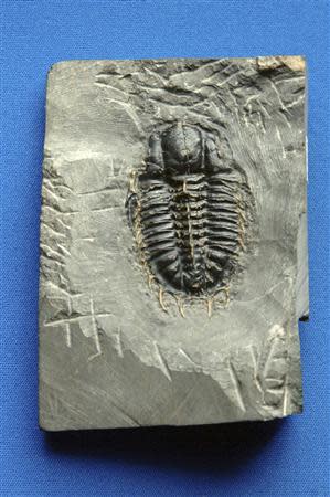 A fossil of a trilobite, a horsecrab-like creature that thrived in the seas for hundreds of millions of years before becoming one of many kinds of animals wiped out in a mass extinction that befell the planet 252 million years ago, is shown in this handout photo provided by the University of Chicago March 31, 2014. REUTERS/Dan Dry/University of Chicago/Handout via Reuters