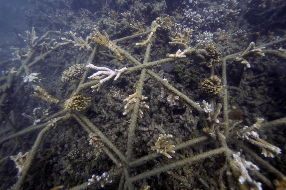 Coral fragments are grown by scientists on metal lattice above resilient and damaged coral in the Great Barrier Reef off of Keppel Island in eastern Australia on Nov. 9, 2022. Authorities are trying to buy the reef time by combining ancient knowledge with new technology. (AP Photo/Samuel McNeil)