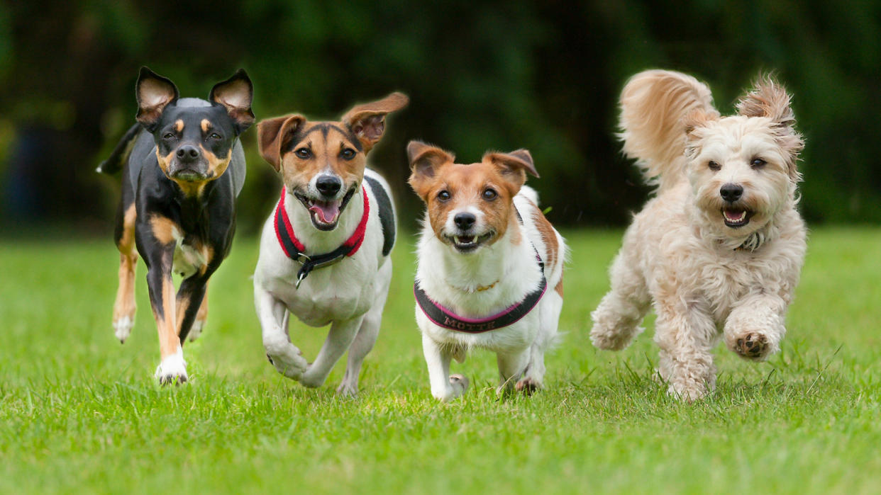  Four dogs running in a line. 