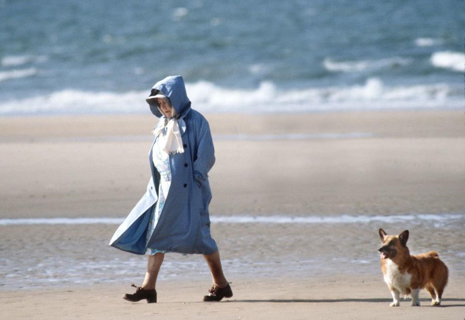 <p>A lifelong lover of the breed, the Queen Mother walks one of her beloved corgis along a windy beach in Norfolk during a summer holiday. </p>