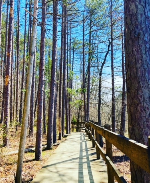 A boardwalk along the Strahl Lake trail in Brown County State Park.