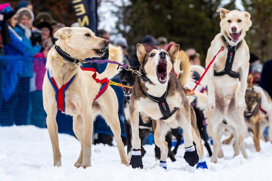 Courtesy Idaho Sled Dog Challenge