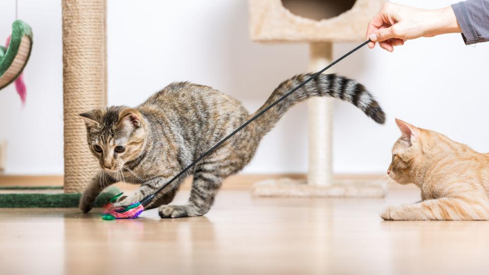 American shorthairs playing with toys