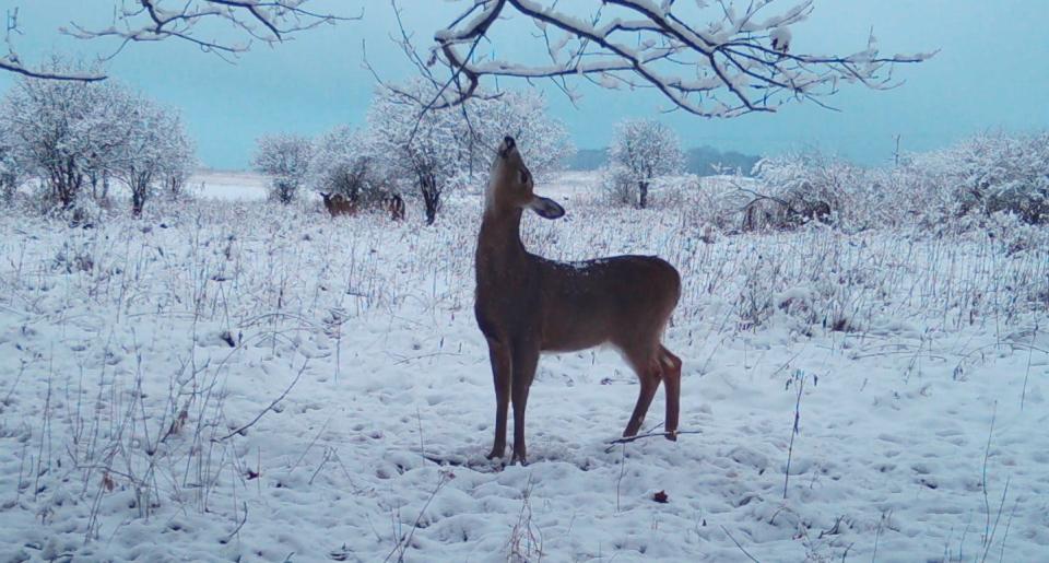 A shed buck work the licking branch at an old scrape.