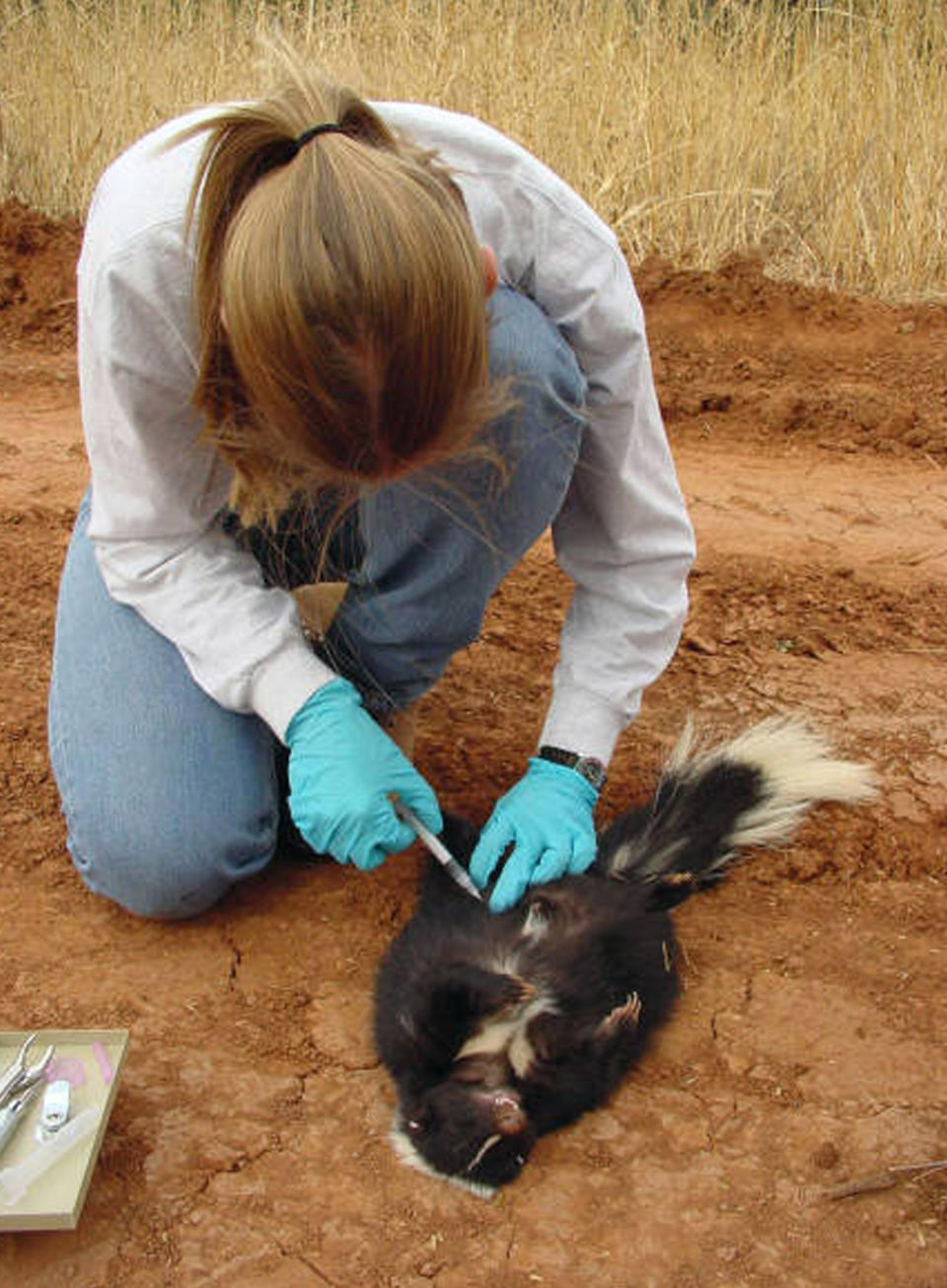 This photo provided by the U.S. National Wildlife Research Center shows a USDA Wildlife Services employee taking a tissue sample from an anesthetized skunk on May 3, 2010. The sample was to be tested to see whether the animal had eaten enough rabies vaccine to be protected from the deadly virus. The agency is considering whether to OK a vaccine that Canada has approved to immunize skunks as well as raccoons. Skunks are the major reservoir for rabies in 21 states. (National Wildlife Research Center via AP)