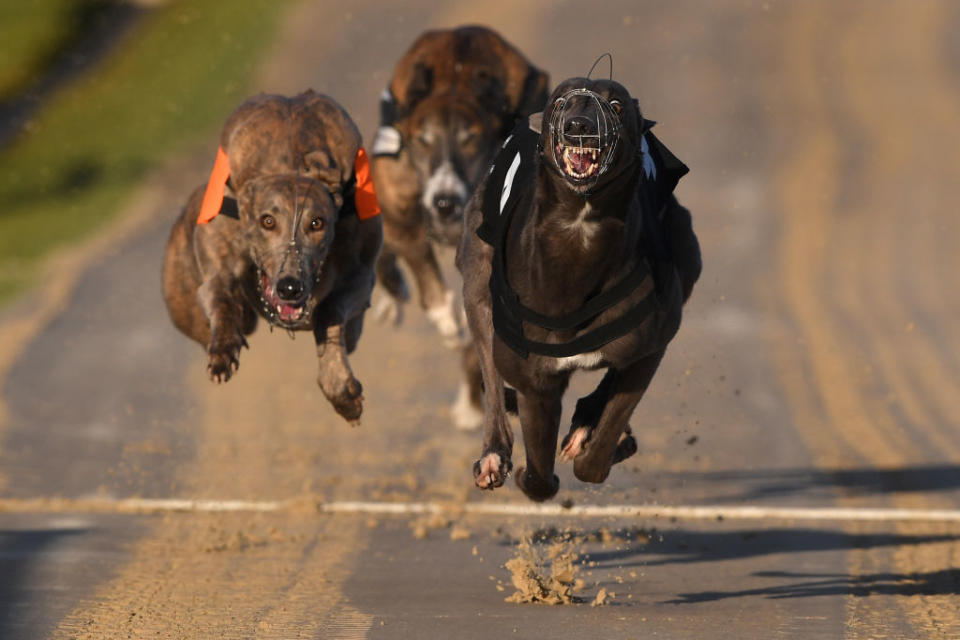 Greyhound Races at Brighton