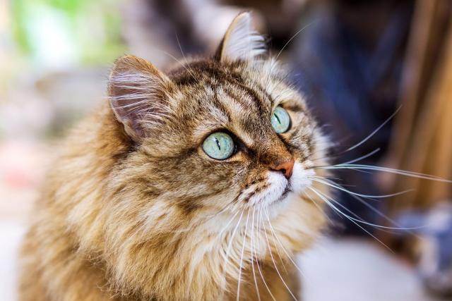 17 Cute Long-Haired Cat Breeds