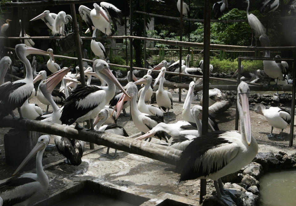 In this Wednesday, March 7, 2012 photo, some 180 pelicans sit inside a pen, about the size of a volleyball court, at Surabaya Zoo in Surabaya, East Java, Indonesia. Indonesia's biggest zoo, once boasting one of the most impressive and well cared for collections of animals in Southeast Asia, is struggling for its existence following reports of suspicious animal deaths and disappearances of endangered species. (AP Photo/Trisnadi)