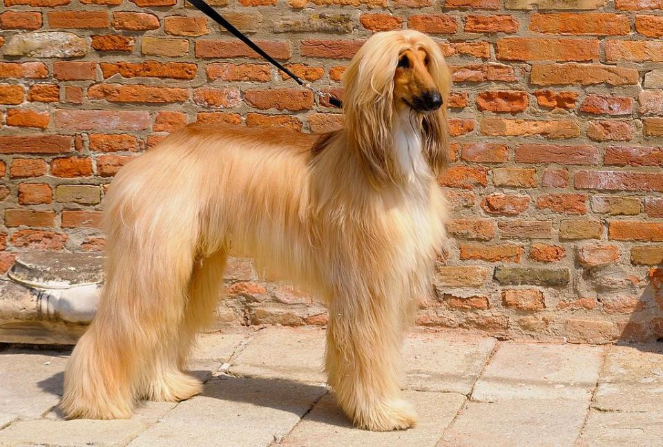 tallest dog bred afghan hound walking on the sidewalk