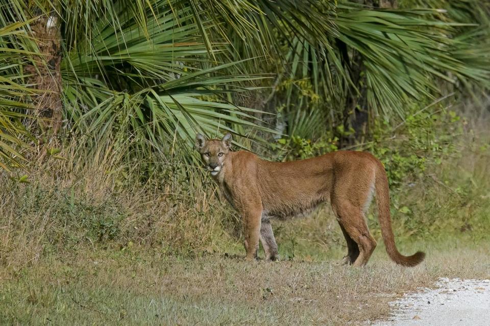 PHOTO: A wild female Florida Panther. (STOCK PHOTO/Getty Images)