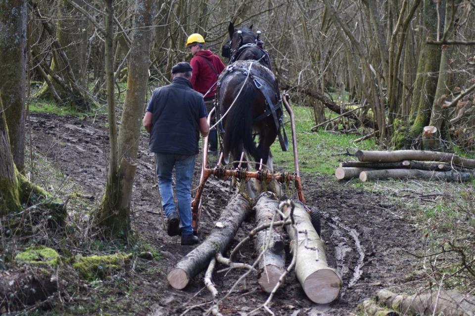 Shire horses to assist in Storm Eunice clear up (Equipassion UK)