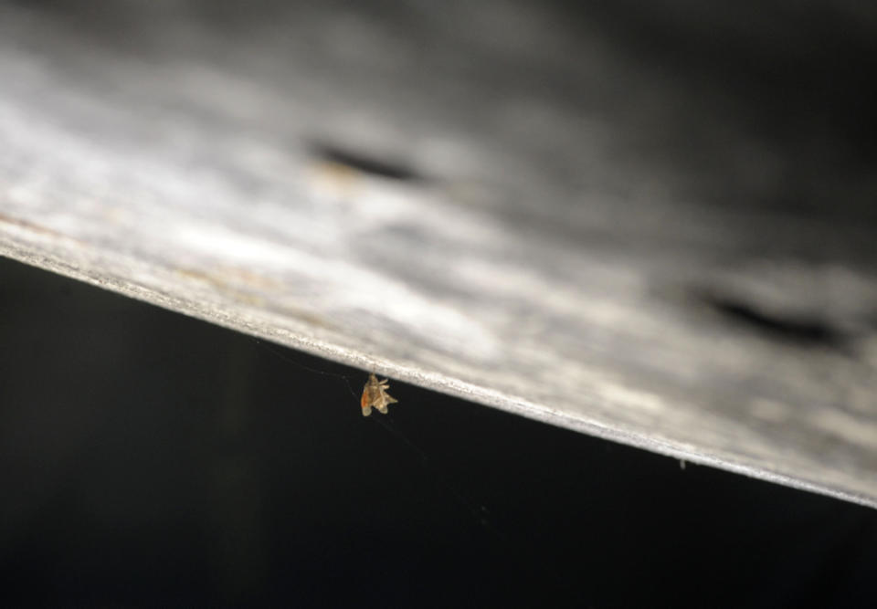 A bug trapped in a cobweb hangs from the bottom of the Apollo 16 lunar capsule at the U.S. Space and Rocket Center in Huntsville, Ala., on Tuesday, Feb. 1, 2022. Following a break in routine maintenance because of the COVID-19 pandemic, the museum is cleaning the antique spaceship before events marking the 50th anniversary of its flight to the moon in 1972. (AP Photo/Jay Reeves)