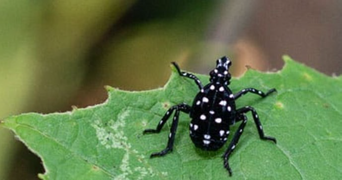 Spotted lanternflies are invasive planthoppers that feed on plant sap in their nymph and adult life stages. The photos show how the insects typically appear at the early nymph life stage.