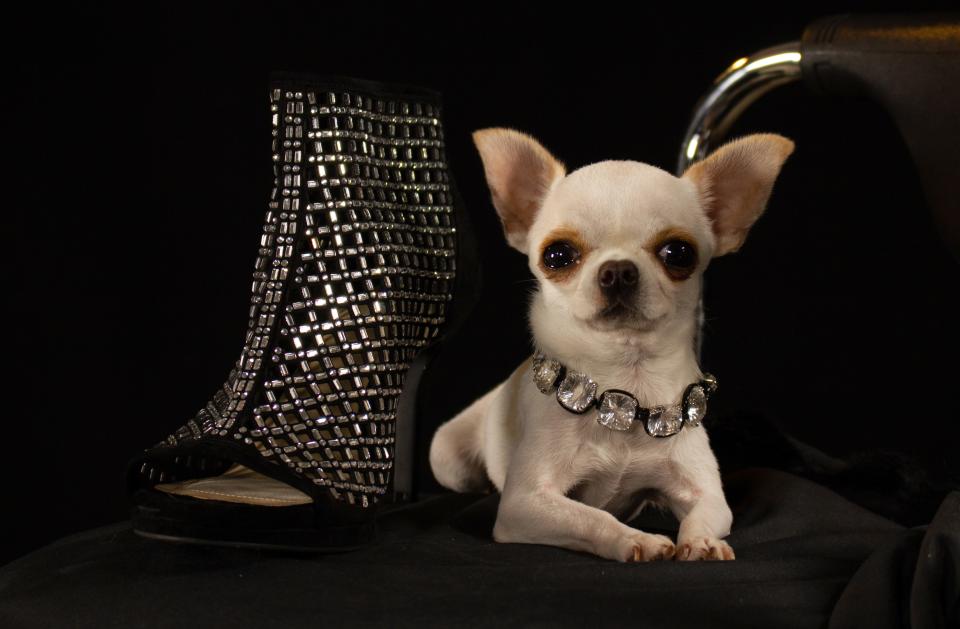 Pearl, a 2-year-old chihuahua, is the world's shortest living dog.