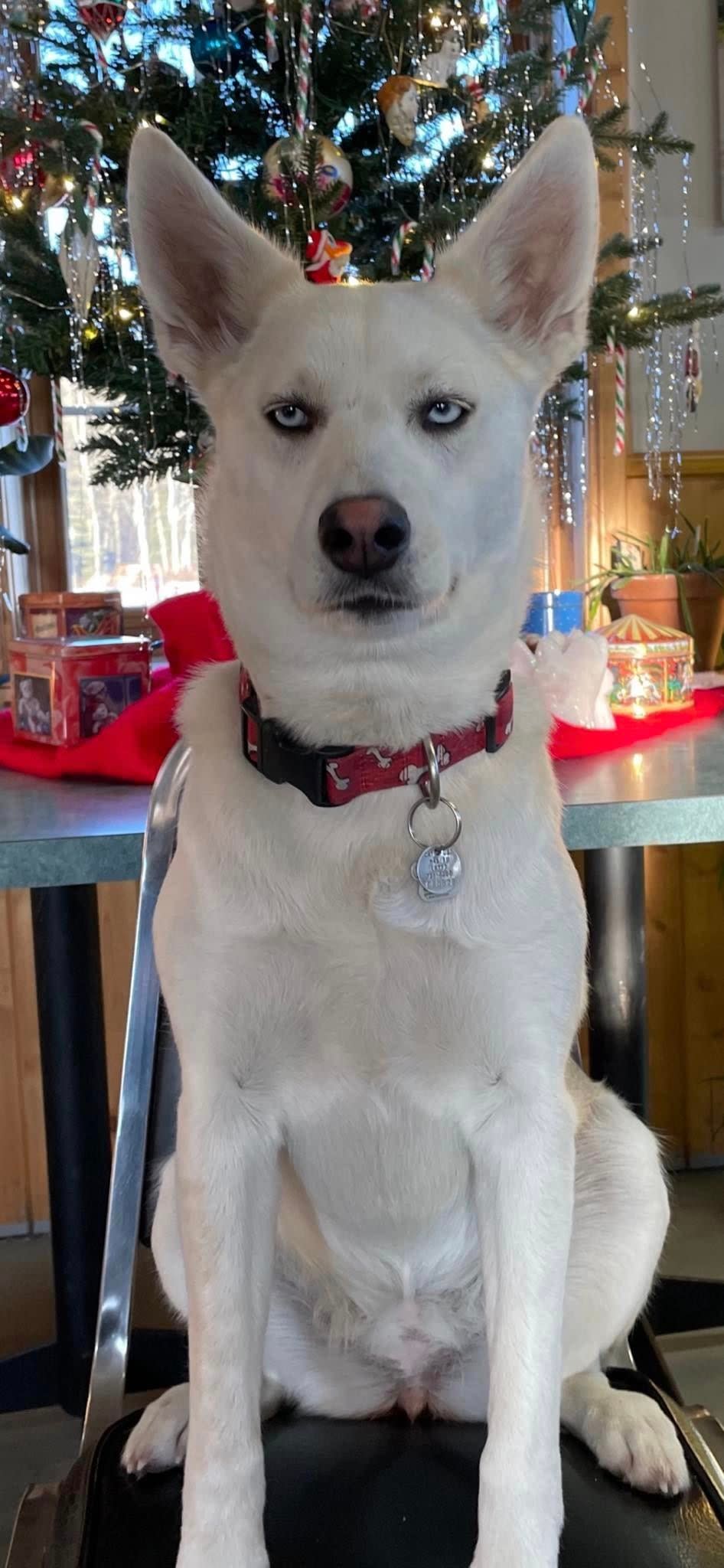 Taya, a white husky, was allegedly stolen from Braeburn Lodge by an ex-employee last week. Lodge owner Steve Watson and manager Legh Knox have filed a lawsuit seeking her return. 