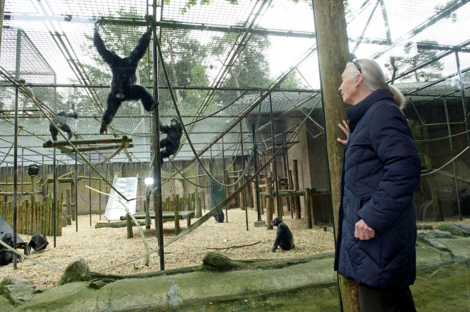 Jane Goodall visiting the Gaia Zoo in Kerkrade, Netherlands, on May 18, 2012. (Photo: Freek Van Asperen/AFP/Getty Images)