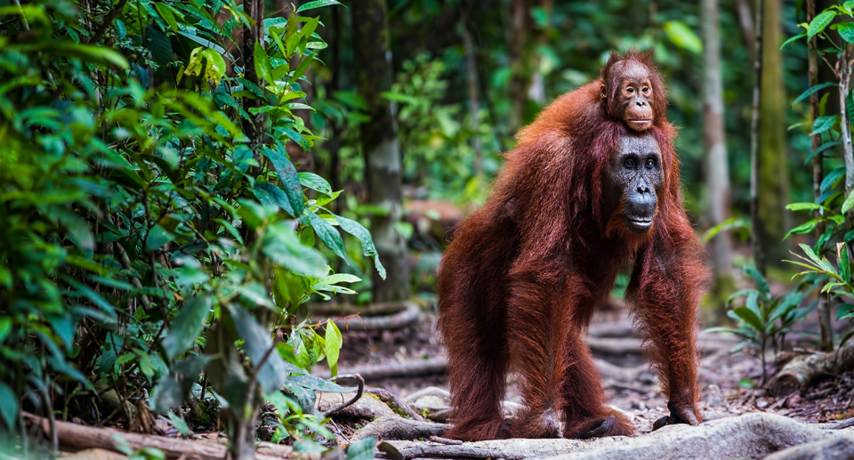 An orangutan carrying a baby on its back in the jungle.