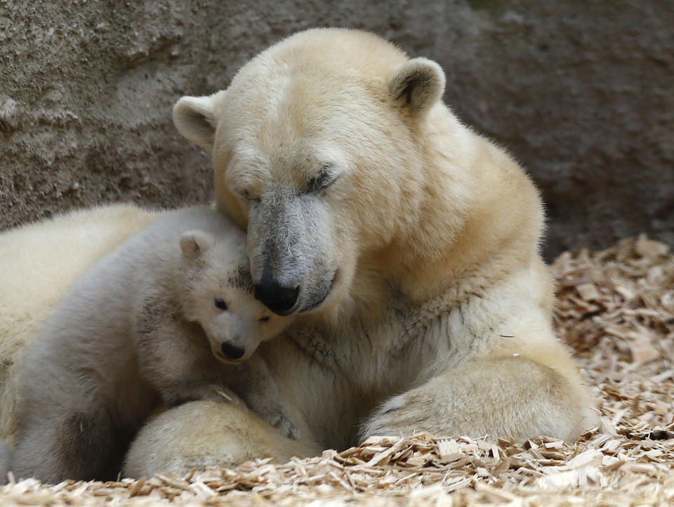 A polar bear cub plays next to its mother Giovanna outside in their enclosure at Tierpark Hellabrunn in Munich