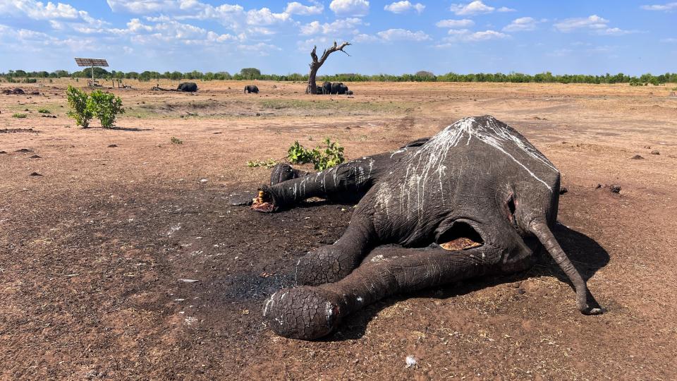 At least 100 elephants have died in Zimbabwe's largest national park in recent weeks because of drought, their decaying carcases a grisly sign of what wildlife authorities and conservation groups say is the impact of climate change and the El Niño weather phenomenon.