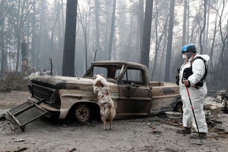 Trish Moutard, of Sacramento, searches for human remains with her cadaver dog, I.C., in a truck destroyed by the Camp Fire in Paradise, California, U.S., November 14, 2018. REUTERS/Terray Sylvester