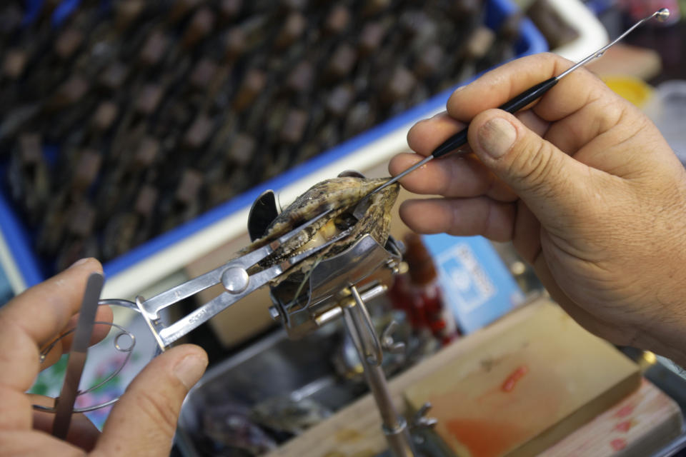 In this Wednesday, April 4, 2012 photo, Lotfi Hassaid, general manager of RAK Pearls Holding, inserts mantle tissue, which will encourage the growth of a cultured pearl, into an oyster at the company's laboratory in Ras al-Khaimah. Long before the discovery of oil transformed the Gulf, the region's pearl divers were a mainstay of the economy. Their way of life, however, also was changed forever after Japanese researchers learned how to grow cultured pearls in 1930s. Now a collaboration between pearl traders in Japan and the United Arab Emirates had brought oyster farming to the UAE for the first time. (AP Photo/Kamran Jebreili)