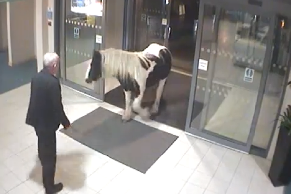 Pony walks into Cheshire police station