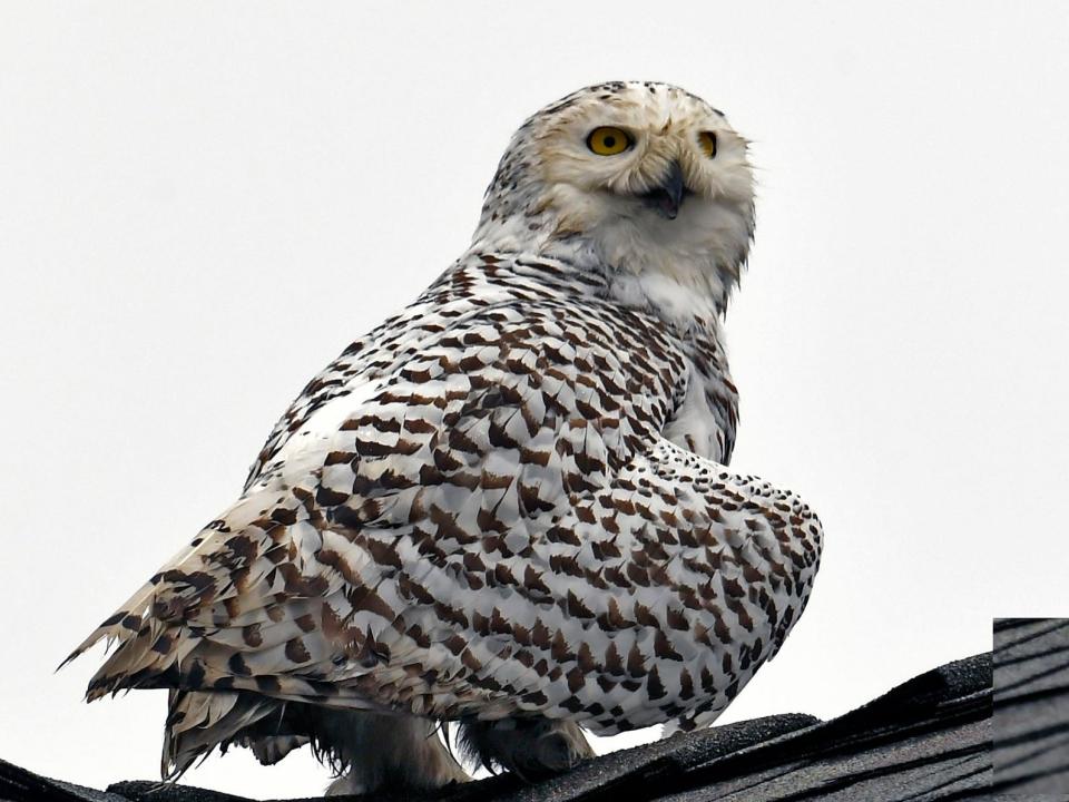 A snowy owl in Cypress, California in December 2022.