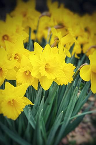 Wild Daffodil (Bulbs) Buttercup, Lent Lily (YUN2) (Narcissus PSEUDONARCISSUS) (25 Bulbs)