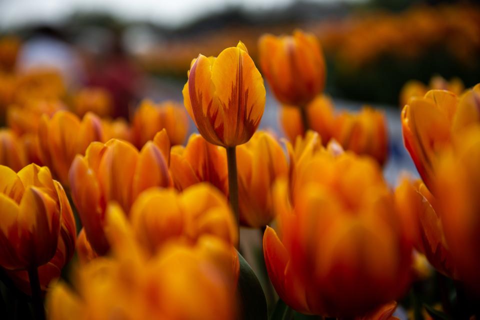 Tulip Time returned in full force in 2022, with the usual carnival, food vendors, sold-out concerts, two of the three traditional parades and new events to boot.