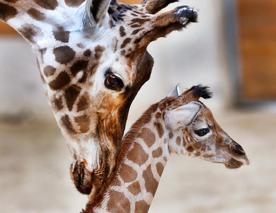 Baby giraffe nudged by its mother