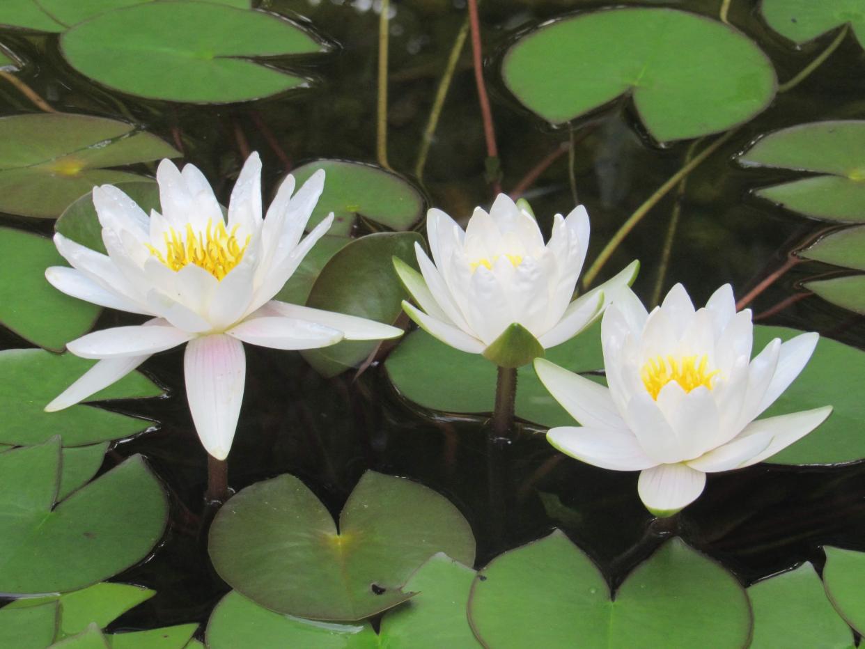 Nymphaea odorata graces ponds and water gardens with its delicate white blossoms and sweet scent.