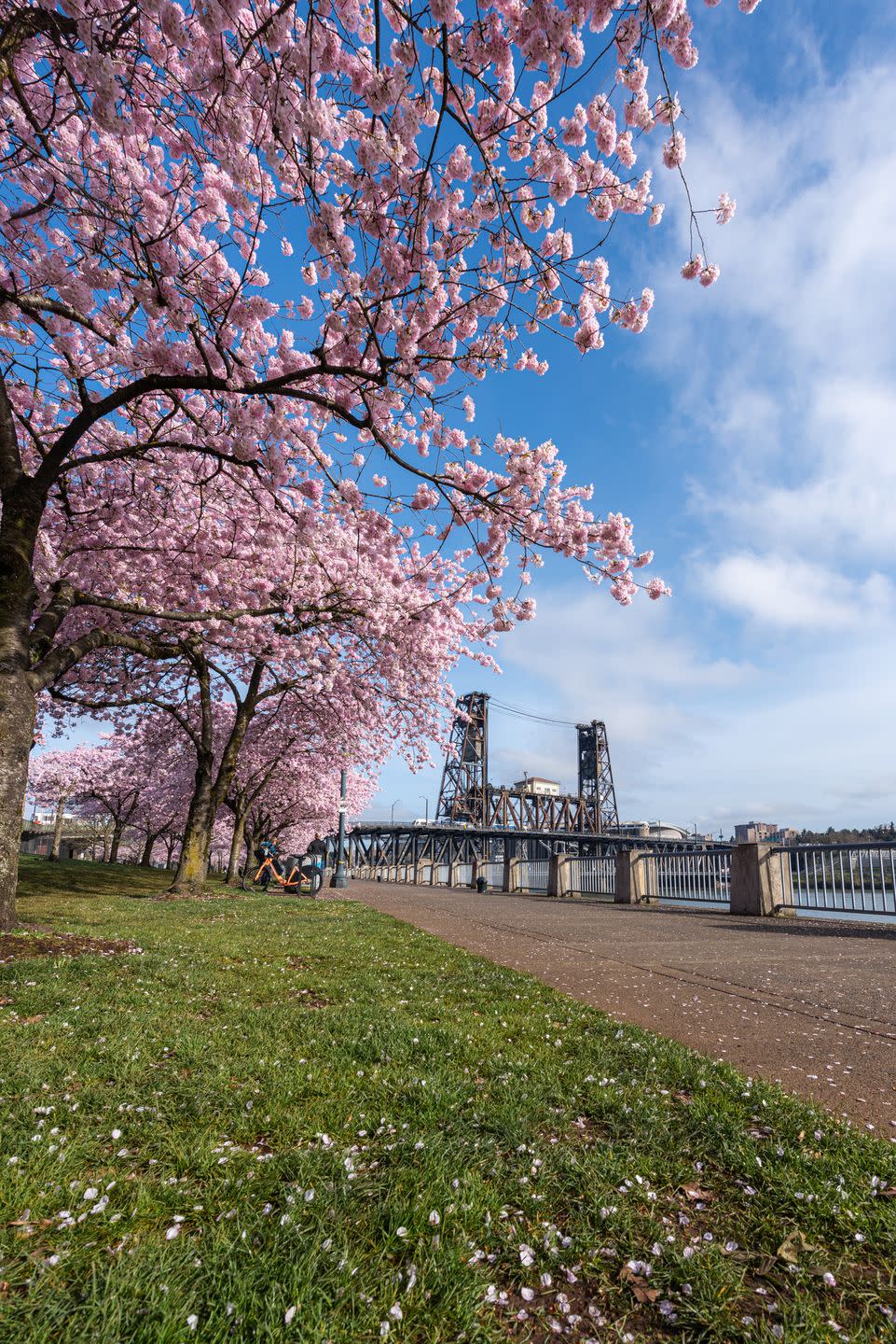 cherry blossoms and steel bridge, portland oregon