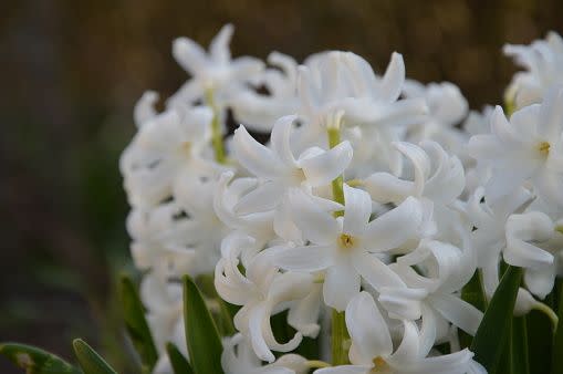 white flowers white flower names