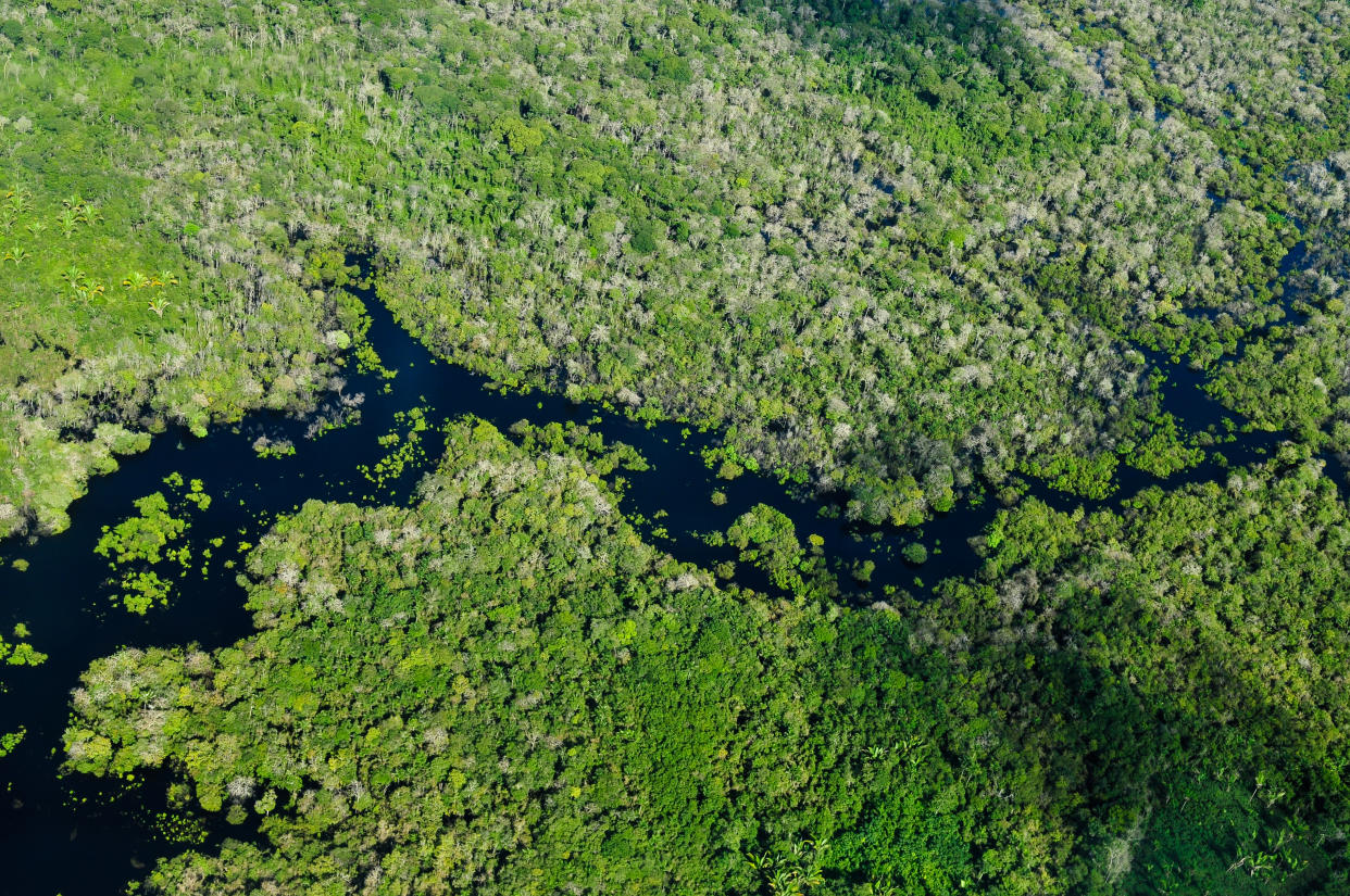 A swath of the Amazon rainforest near Manaus, Brazil. Neil Palmer / CIAT via Flickr