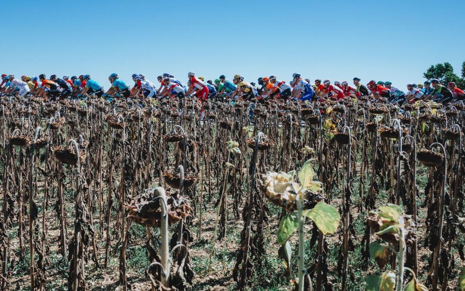 Dead sunflowers - Autumn shadows, dead sunflowers... and a race for the ages – how 2020 delivered a Tour de France like no other - RUSS ELLIS