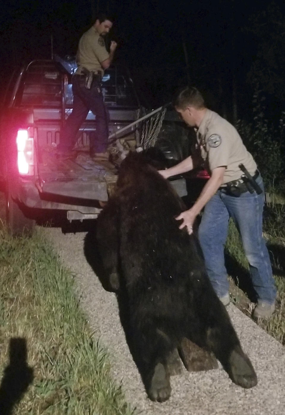 In this photo provided by Ken Mauldin, Colorado Parks and Wildlife officers load a roughly 400-pound bear into a truck bed after the animal broke into a home and was shot and killed by the homeowner in Steamboat Springs, Colo., Saturday, Aug. 13, 2022. Colorado Parks and Wildlife spokesperson Rachael Gonzalez said the bear flipped a lever handle door and found dog-food inside the home in the ski-resort town. (Ken Mauldin via AP)