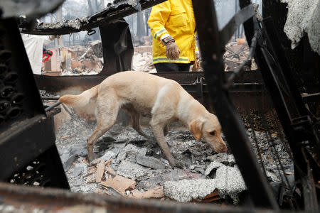 A cadaver dog named Echo searches for human remains in a van destroyed by the Camp Fire in Paradise, California, U.S., November 14, 2018. REUTERS/Terray Sylvester