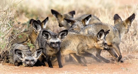 Bat-eared foxes in Laikipia - Credit: GETTY