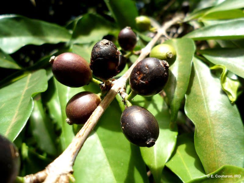 Imagen de la especie de café Coffea stenophylla en Costa de Marfil