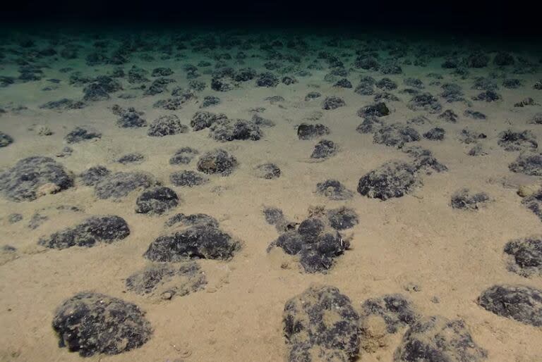 El níquel, cobalto, cobre que contienen estas rocas parten en dos el agua salada, liberando oxígeno; en la imagen, nódulos polimetálicos en el fondo marino del Pacífico tropical oriental