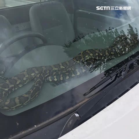 澳洲一名車主，自家車輛儀表板上突然被一隻巨大地毯莫瑞蟒（Carpet python）盤據。（圖／Brendan Dyer授權提供）